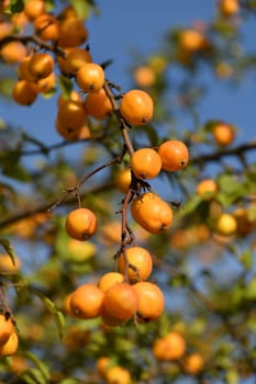 Apple tree fruits of Chinese golden variety