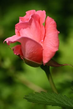 The Rose 2