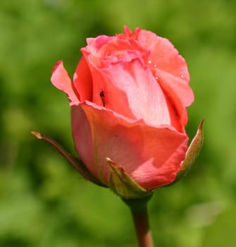 The Rose 1