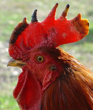 Rooster