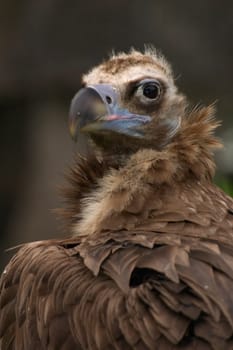Vulture