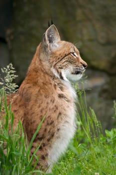 Lynx