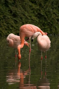 Flamingos