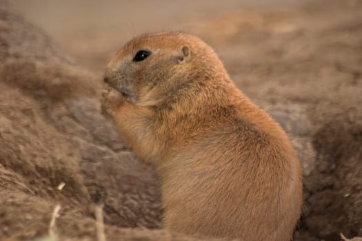 Prairie dog