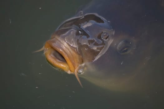 Carp