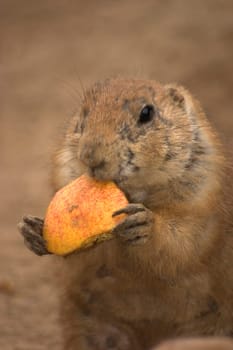 Prairie dog