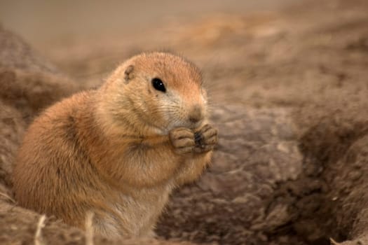 Prairie dog