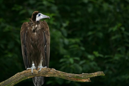 Vulture