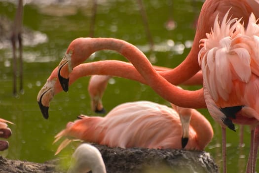 Flamingos