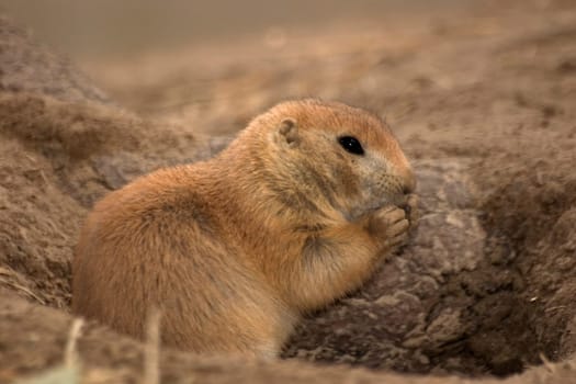 Prairie dog