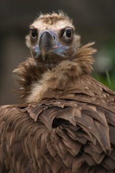 Vulture