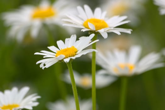 Camomile