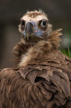 Vulture