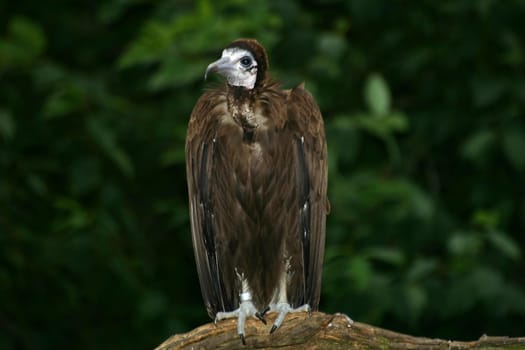 Vulture