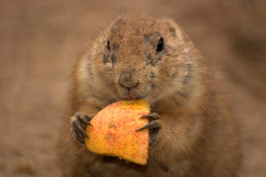 Prairie dog