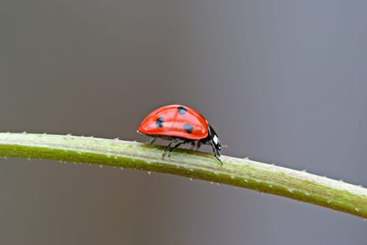 ladybug