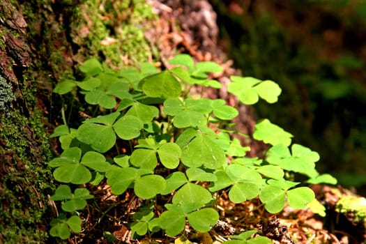 Clover