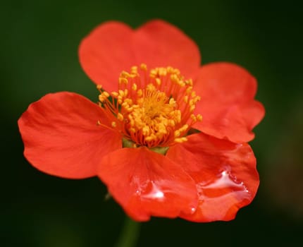 Again,I will add the name of the plant under the search terms @allle: What is the name of this flower??? Thank you Bea