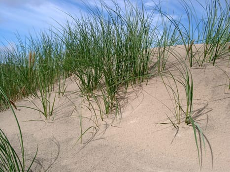 Life in the sand