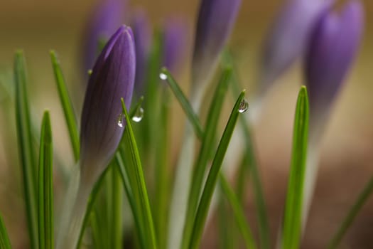 Morning dew