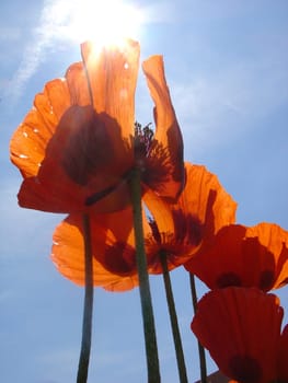 Poppy