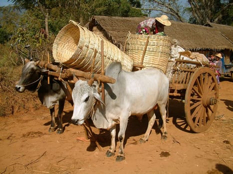 Ox carts
