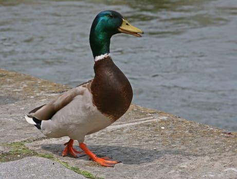 Duck
