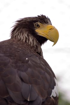 Giant Sea Eagle
