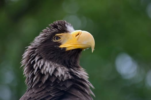 Giant Sea Eagle