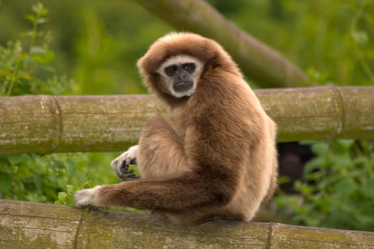 Mr. Gibbon