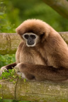 Mr. Gibbon II