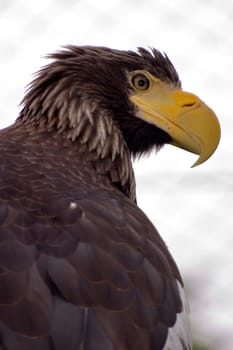 Giant Sea Eagle