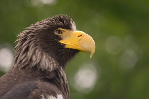 Giant Sea Eagle