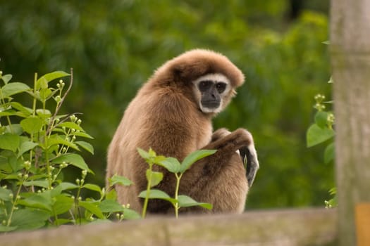 Gibbon monkey