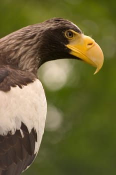 Giant Sea Eagle