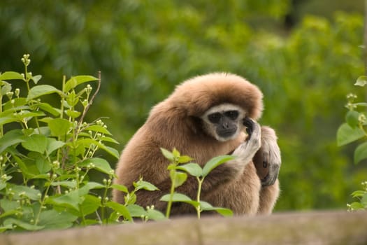 Gibbon monkey