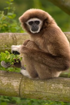 Mr. Gibbon III