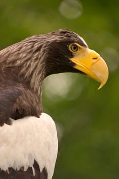 Giant Sea Eagle