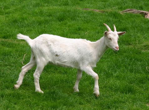 ... And I'm beautiful too!!! thought this little goat as she walked across the meadow...