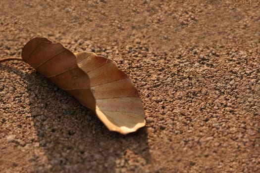 Leaf