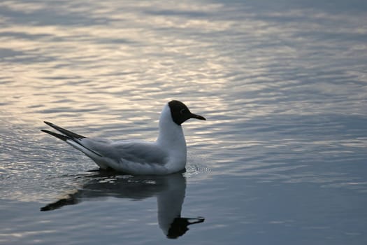 Gull