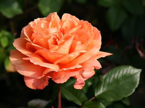 Rose love... 3