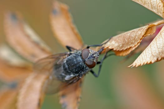 Fly
