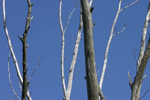 Tree skeletons