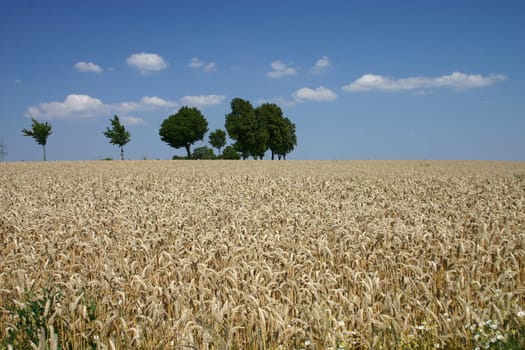 Summer landscape