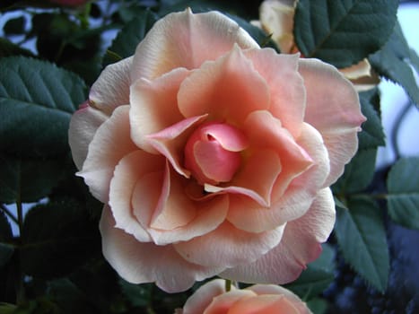 Pink Rose