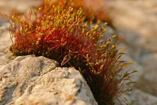 Moss