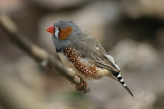 Zebra finch
