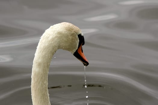 Gooseneck