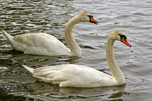 Togetherness